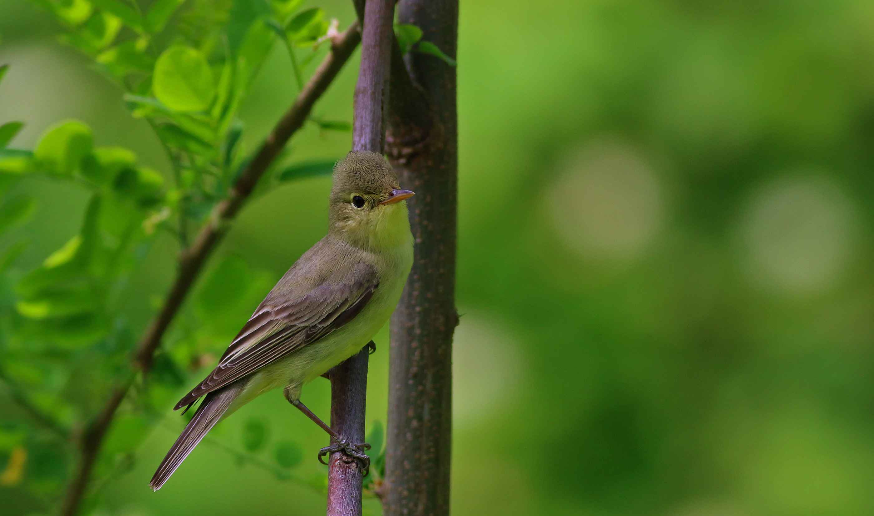 Icterine Warbler